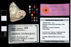 Foto (Objekt + Etikett) von Distefania oxythyreiformis (Gemmelaro, 1869)  (NHMW-GEO-1990-0041-4816)